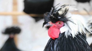 Mermer fabrikasında egzotik mesai: Farklı ırklardaki tavuklar burada yetişiyor