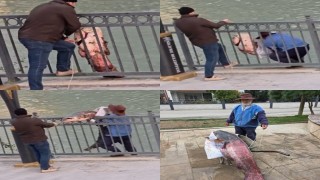Mersinde Göksu Nehrinde yakalanan dev yayın balığı güçlükle kıyıya alındı