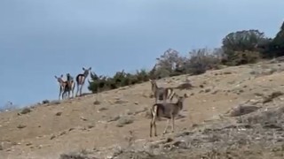 Mihalıççıkta kaçışan 10 geyik böyle görüntülendi