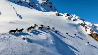 Munzur Dağlarında yaban keçilerinin göçü havadan görüntülendi