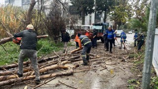 Nazilli Belediyesinden devrilen ağaçlara hızlı müdahale