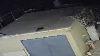 Nesli tükenme tehlikesi altında olan sansar görüntülendi