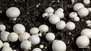 Öğrencilerin yetiştirdiği kültür mantarı hasadı yapıldı