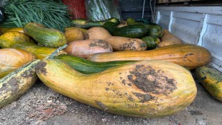 Osmangazide 30 kilogramlık Kıbrıs bal kabağı yetiştirildi