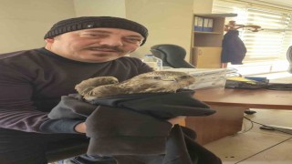 Payasta yaralı şahin bulundu