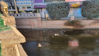 Porsukun donduğunun resmidir