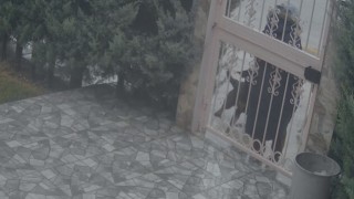 Sahipsiz köpeklerin saldırısına uğrayan kadını kurtaran Nurten Güven: Biz olmasaydık kadının mücadelesi zor olacaktı