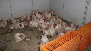 Sakaryada tavuk çiftliğine biyogüvenlik kısıtlaması