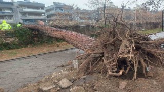 Salihliyi fırtına vurdu, ağaçlar devrildi, çatılar uçtu