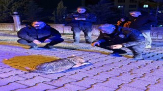 Samsunda şehre inen çakala polis ekiplerinden şefkat eli