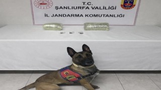Şanlıurfada 2 kilo kubar esrar ele geçirildi: 1 gözaltı