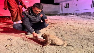 Şanlıurfada 20 metrelik sondaj kuyusuna düşen yavru köpek kurtarıldı