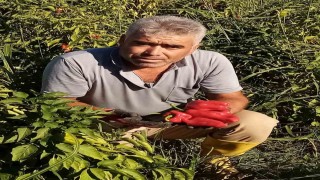 Şanlıurfada asansör faciası: Boşluğa düşen servis şoförü hayatını kaybetti