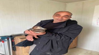 Şantiyede yaralı halde bulduğu ördeğe çocuğu gibi baktı