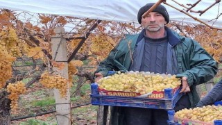 Sarıgölde üzüm hasadında sona gelindi