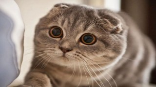 Scottish Fold Fiyatları, Bakımı ve Özellikleri