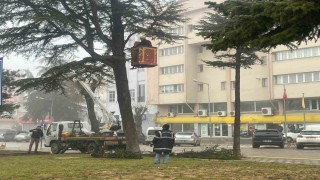 Şehir merkezinde riskli ağaçlara sepetli araçlı müdahale