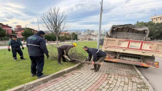 Şiddetli lodosun devirdiği ağaçlara anında müdahale