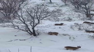 Siirtte yaban keçileri sürü halinde görüntülendi
