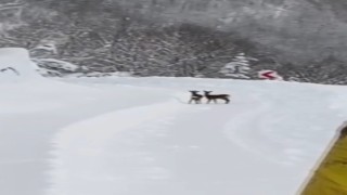 Sinop İl Özel İdaresi ekipleri, karın tadını çıkaran karacalarla karşılaştı