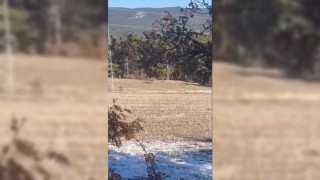 Sinopta yaban hayatı objektiflere yansıdı
