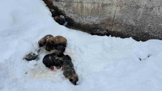 Şırnakta 12 köpek yavrusu donmak üzereyken kurtarıldı