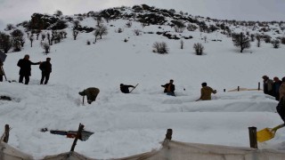 Şırnakta bal arıları çığ altında kaldı