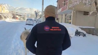 Şırnakta sokak hayvanları barınaklara toplandı