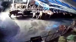 Sivasta ahır çöktü, o anlar güvenlik kamerasına yansıdı