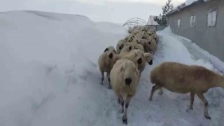 Sivasta kar kalınlığı yer yer 2 metreyi aştı, en çok hayvancılık yapanlar zorlandı