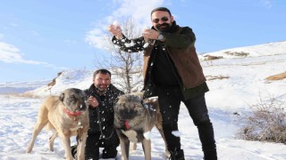 Sivasta kar yağdı, kangallar özüne döndü