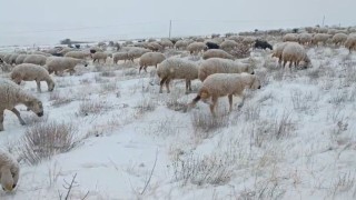 Sivasta koyunlar kar altında kaldı, çoban türküleriyle ile mest etti