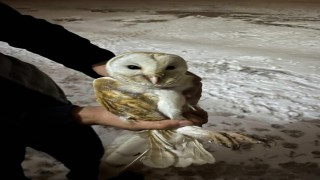 Soğuklardan kaçıp ahıra sığındı