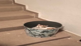 Soğuktan korunmak isteyen kedi çöp kutusuna sığındı