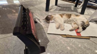 Soğuktan üşüyen kedi elektrikli ısıtıcının karşısında dinlendi