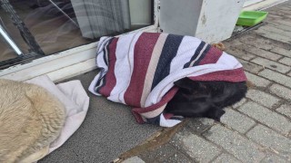 Soğuktan üşüyen sokak köpeği için çözümü üzerini örtmekte buldu