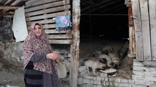 Sokak köpeği 10 yavru doğurdu, sahip çıkan kadın çaresiz kaldı