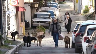 Sürü halindeki başıboş köpekler ekipleri görünce kaçtı