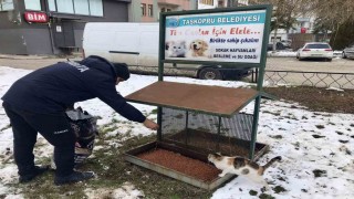 Taşköprü Belediyesi sokak hayvanlarını unutmuyor
