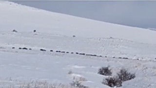 Tatvan kırsalında domuz sürüsü görüntülendi