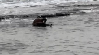 Tekirdağ kıyılarında su samuru görüntülendi