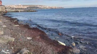 Tekirdağda lodosta sahili kırmızı yosunlar kapladı