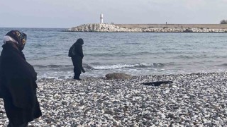 Telef olan caretta caretta halk plajına vurdu