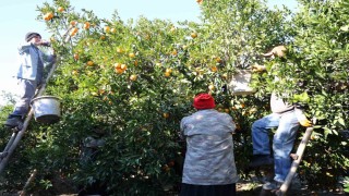 Tescilli Kozan portakalında hasat zamanı: Bahçede kilosu 10 TL