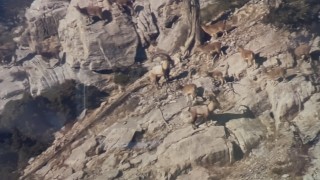 Toroslardaki yaban keçileri koruma altında