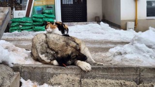 Tuncelide kedi ile köpeğin dostluğu içleri ısıttı