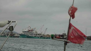 Türkiyeyi terk eden hamsinin yolu gözleniyor