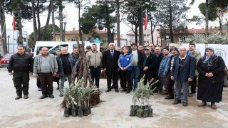 Ulada üreticiye zeytin ve ceviz fidanı desteği