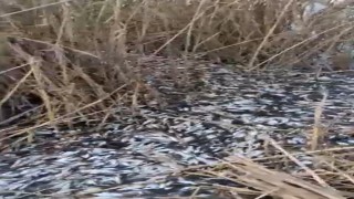 Uluabat Deresinde binlerce balık ölü bulundu