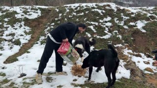 Uludağda aç kalan köpeklerin imdadına hayvanseverler yetişti